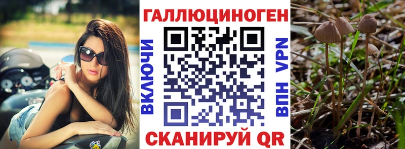 где найти наркотики  Чекалин  Псилоцибиновые грибы Psilocybine cubensis 
